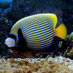 Emperor Angel - Adult, XL