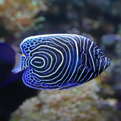 Emperor Angelfish - Juv, L
