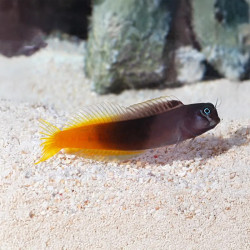 Bicolor Blenny - M