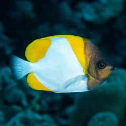 Black Zoster Butterflyfish - L