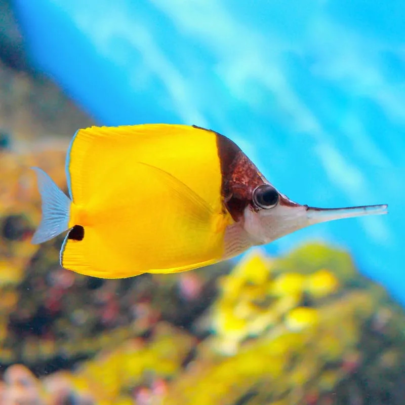 Yellow Longnose Butterflyfish - M