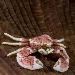 Anemone Crab