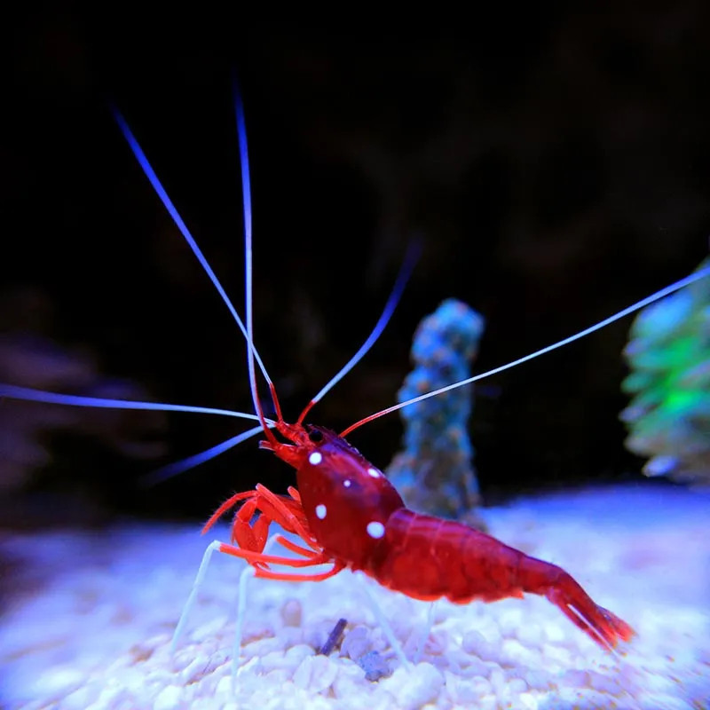 Blood Red Fire Shrimp - M