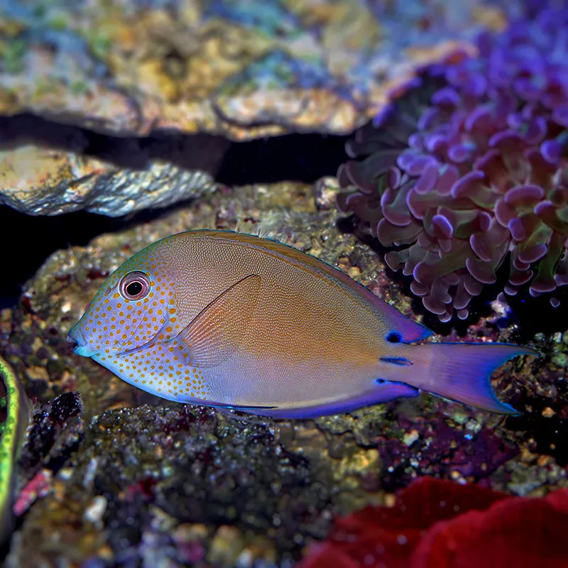 Lavender Tang - M