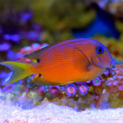 Two Spot Bristletooth Tang - S