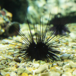 Black Longspine Urchin - M