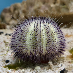 Purple Pin Cushion Short Spine Urchin