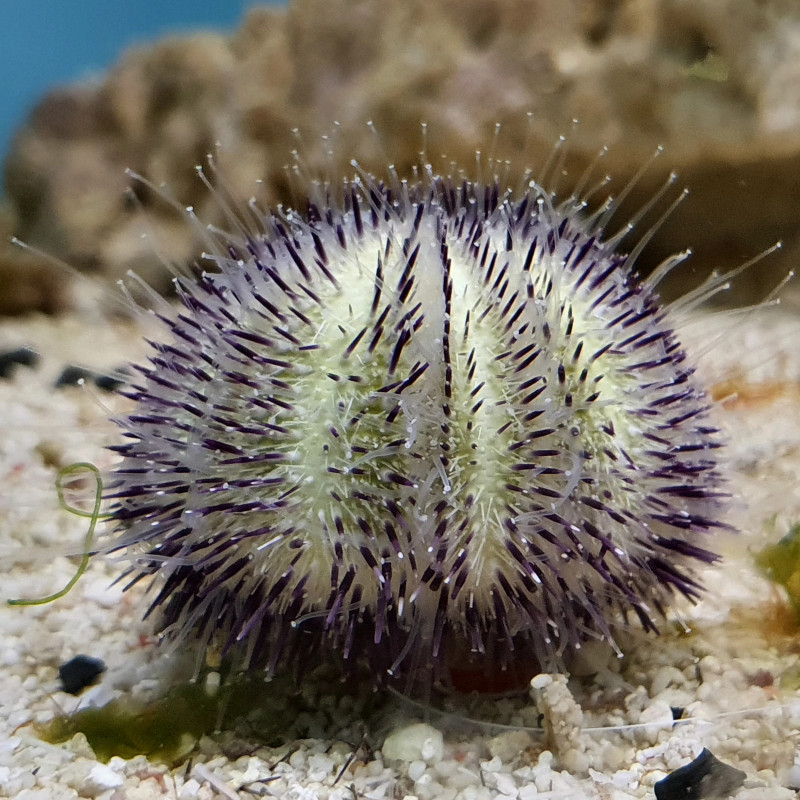 Purple Pin Cushion Short Spine Urchin