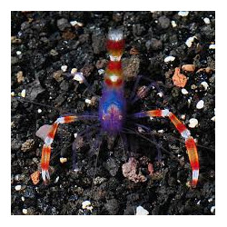 Banded Coral Shrimp - Blue