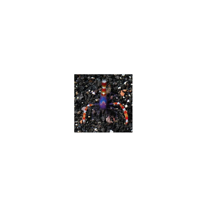Banded Coral Shrimp - Blue
