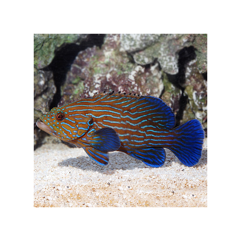 Blue Lined Grouper - L