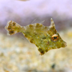 Sri Lankan Filefish - M
