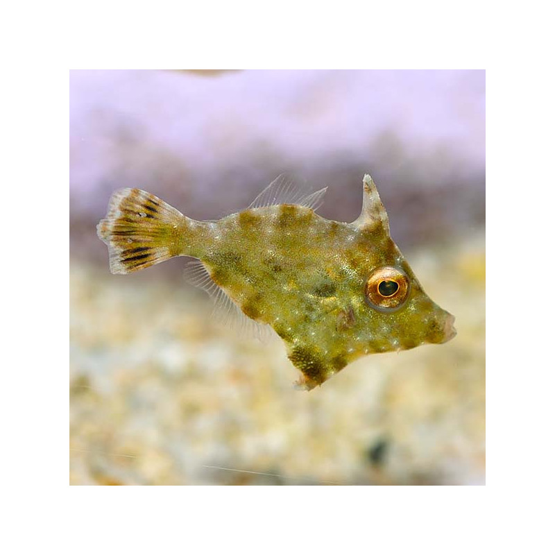Sri Lankan Filefish - M