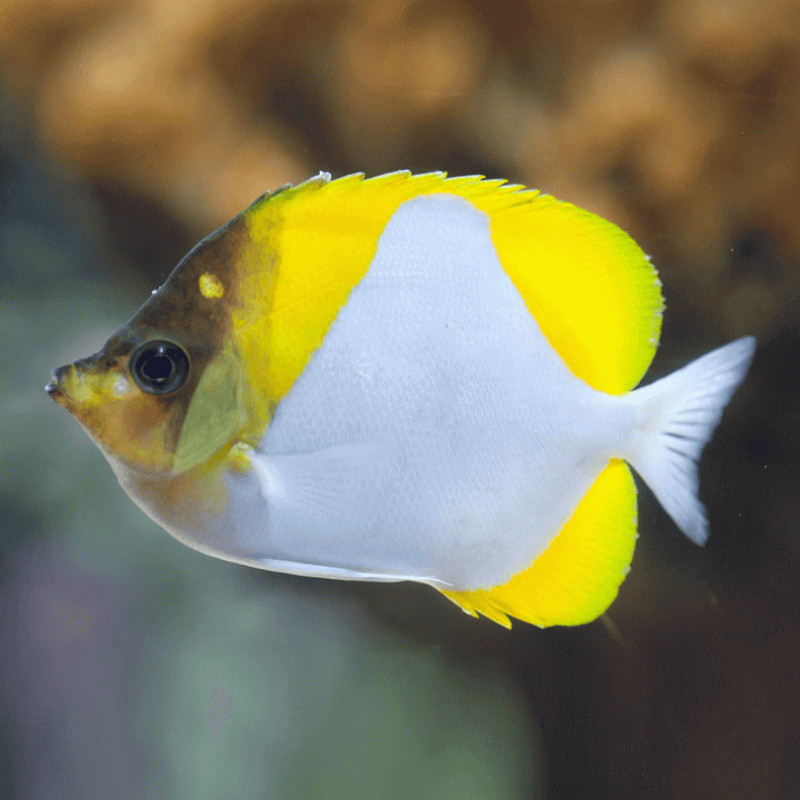 Black Zoster Butterflyfish - M