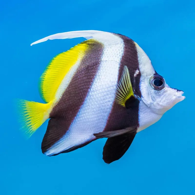 White Bannerfish - S