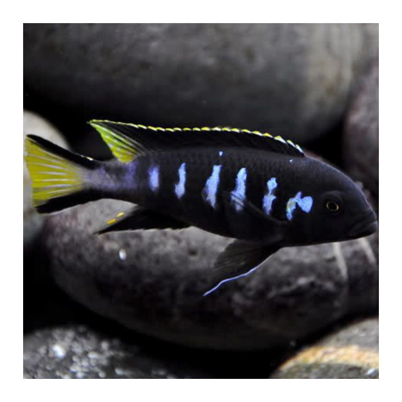 Elongatus Jewel Spot Cichlid
