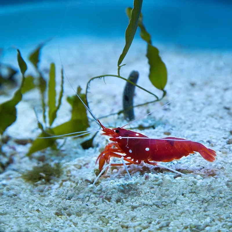 Fire Shrimp