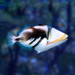 Picasso Triggerfish - M