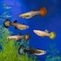 Assorted Guppy - Female, M