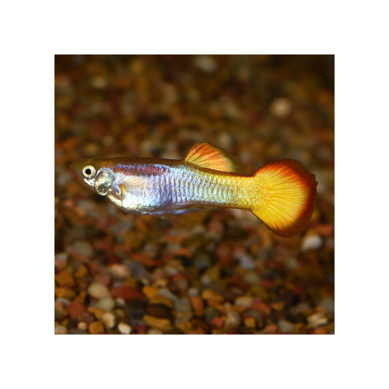 Sunrise Guppy - XL