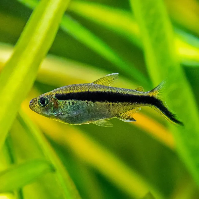 Penguin Tetra
