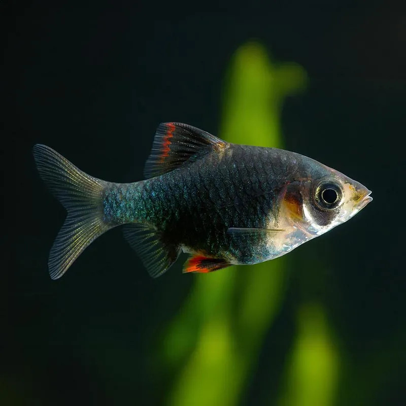 Green Tiger Barb