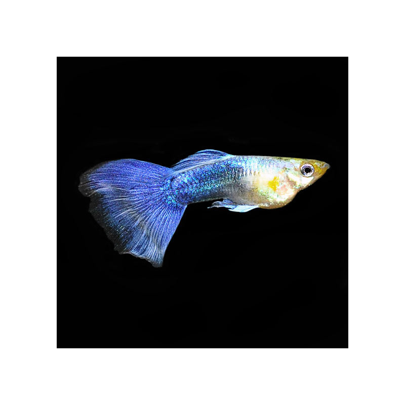 Turquoise Blue Tail Guppy - L