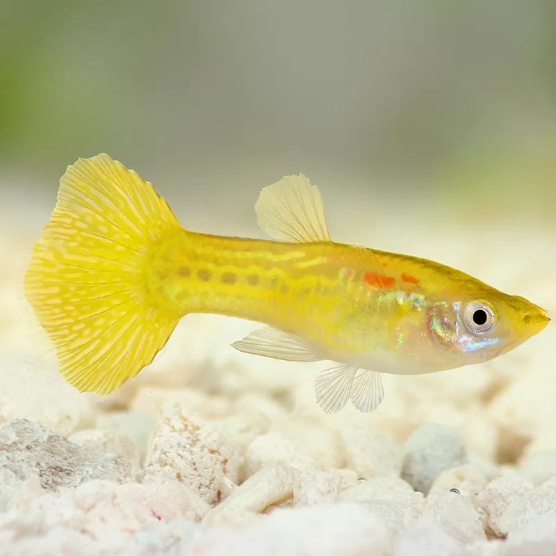 Yellow Guppy - Xl