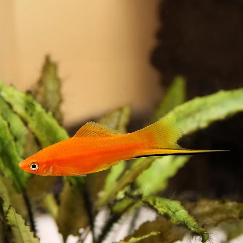 Red Swordtail - M