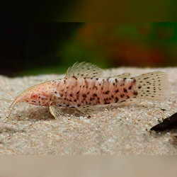 Hoplo Marble Albino Catfish