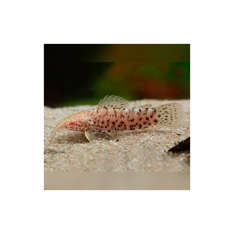 Hoplo Marble Albino Catfish