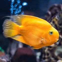 Yellow Parrot Cichlid