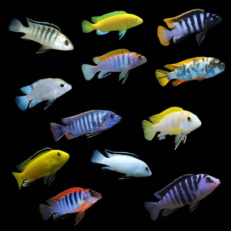 African Assorted Cichlid