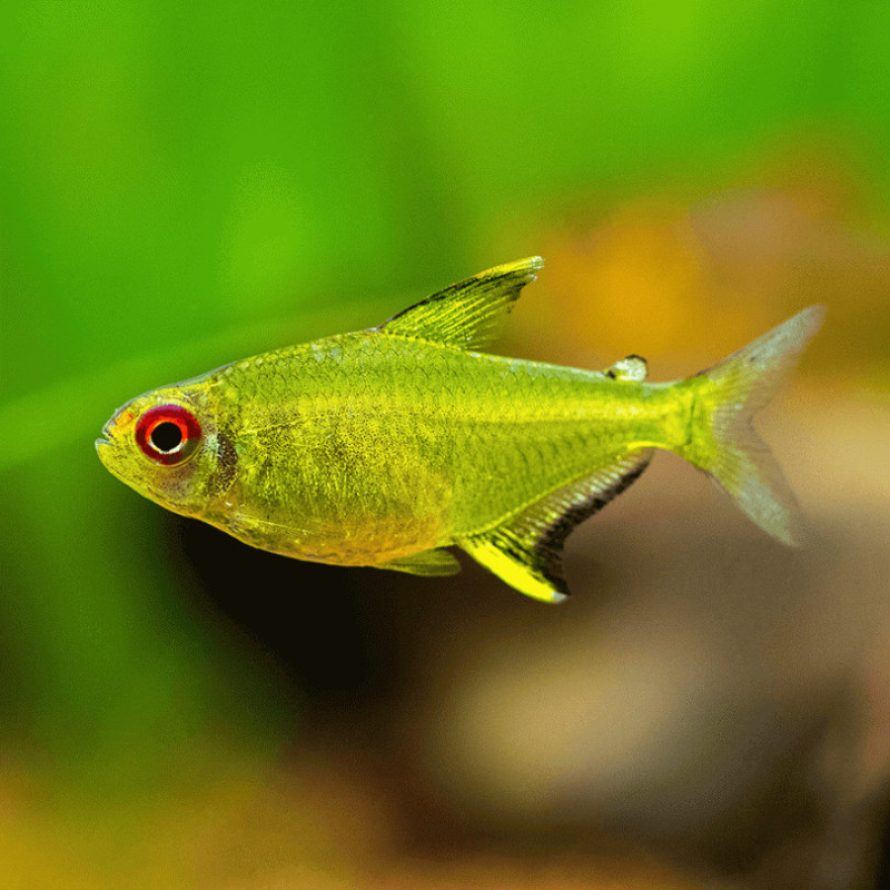 Lemon tetra