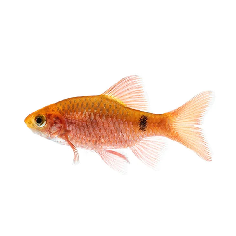 Neon Rosy Barb