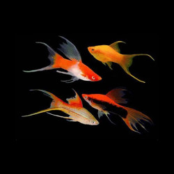 Assorted Lyretail Swordtail