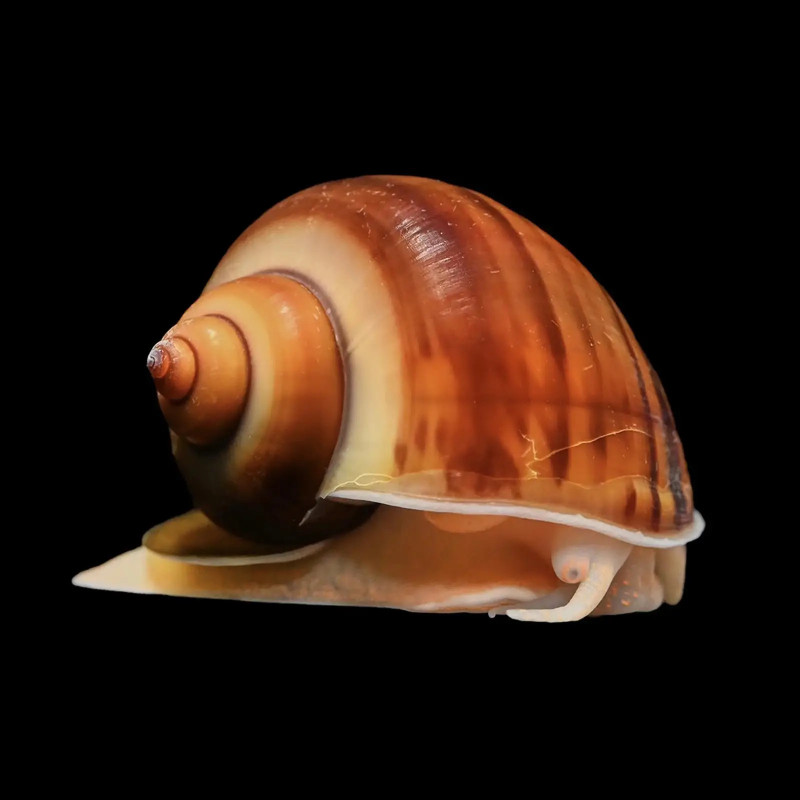 Albino Mystery Snail