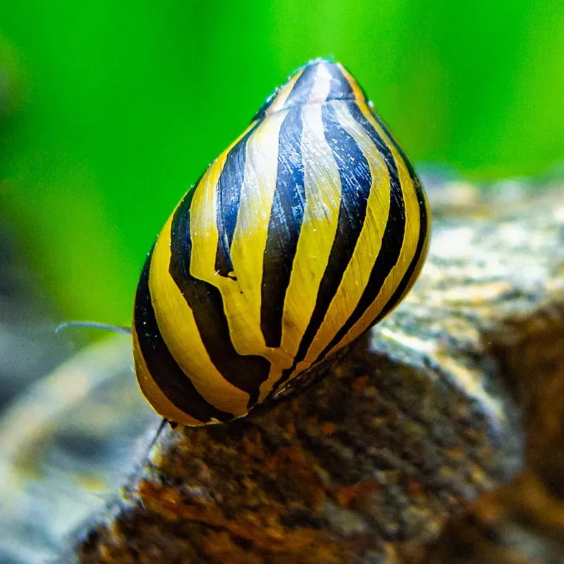 Zebra Nerita Snail