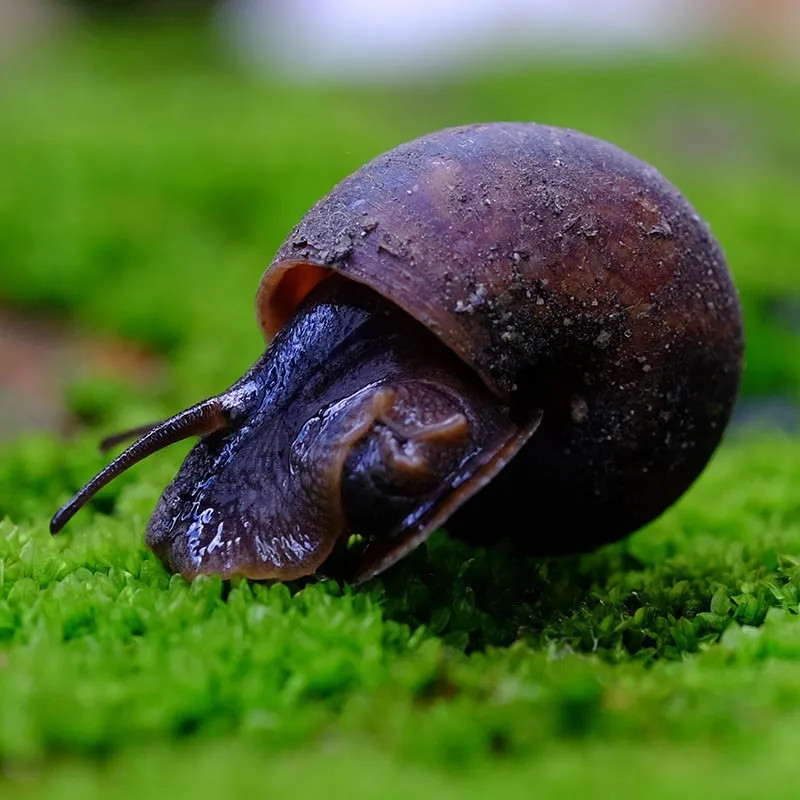 Black Mystery Snail