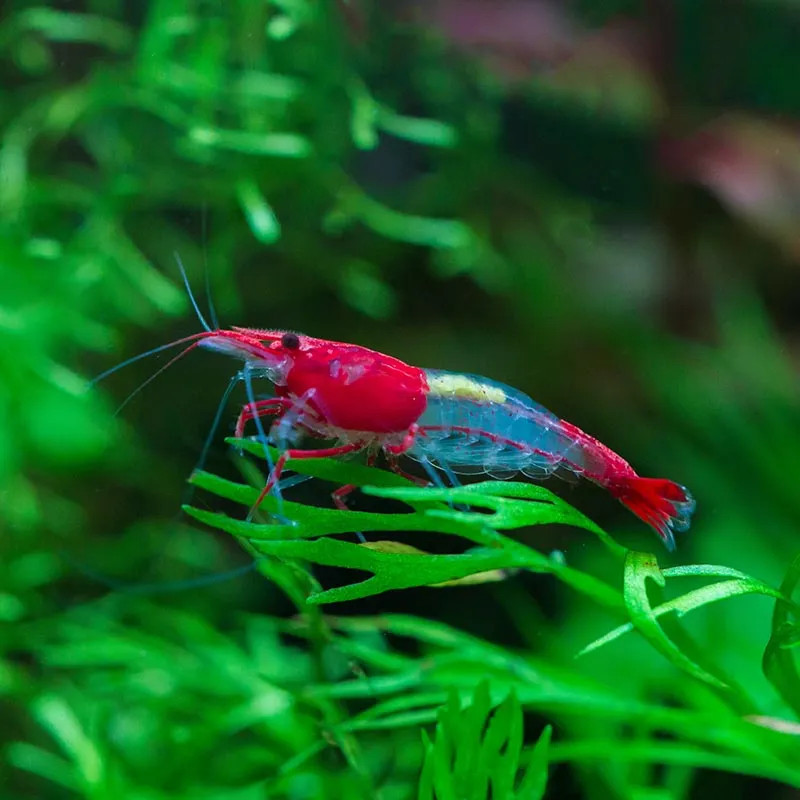 Red And Blue Rili Shrimp