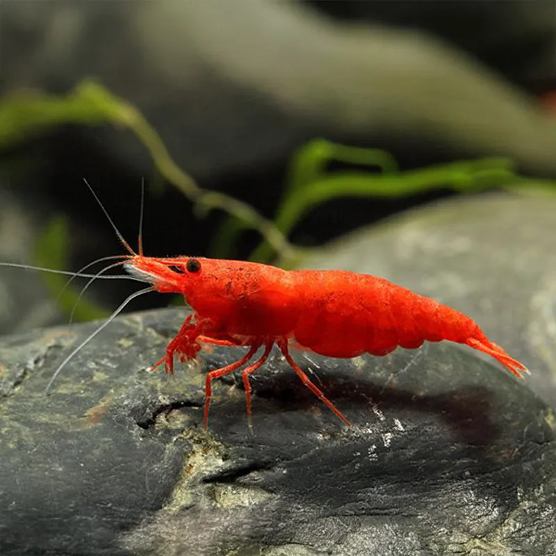 Bloody Mary Shrimp
