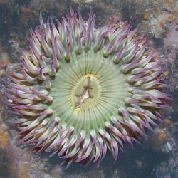 Clonal Anemone