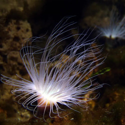 Tube Colored Anemone - M