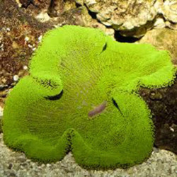 Haddons Carpet Green Anemone -M