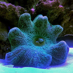 Haddons Carpet Blue Anemone - M