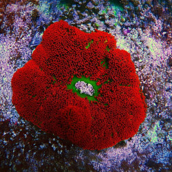 Haddons Carpet Red Anemone - M