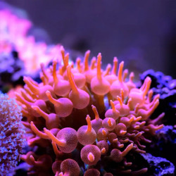 Rose Bubble Tip Anemone - M