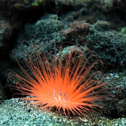Tube Orange Anemone - M
