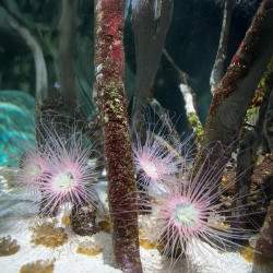 Tube Assorted  Anemone - L