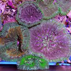 Assorted Mini Carpet Anemone - L